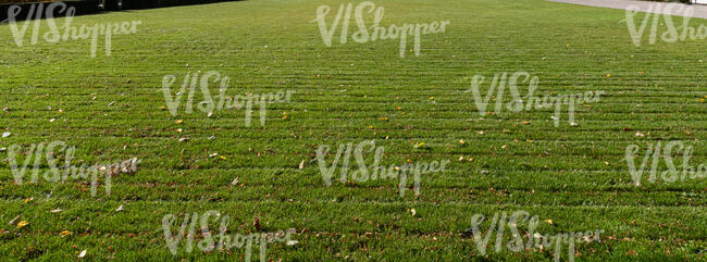 mowed lawn with fallen leaves