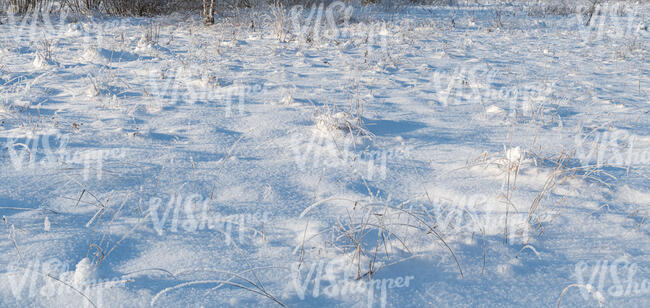 grass field covered in snow in sunlight