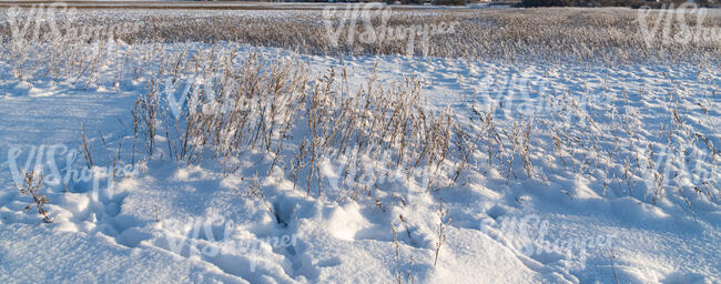 field of tall grass in winter with snow