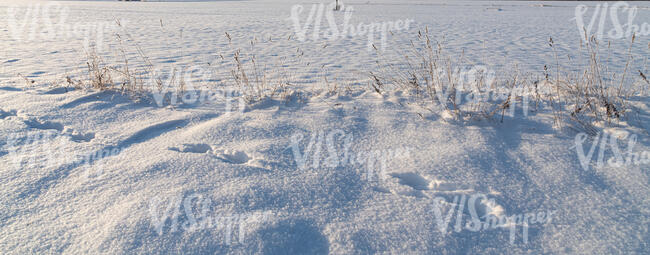 field of snow with grass and animal tracks