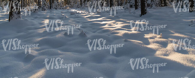 forest ground in winter with tree shadows