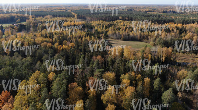 aerial view of forests in autumn