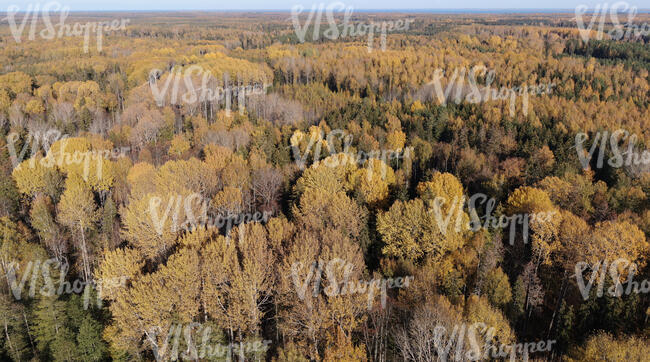 aerial view of forest in autumn