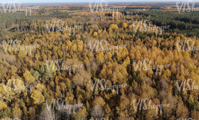 bird eye view of a forest in autumn