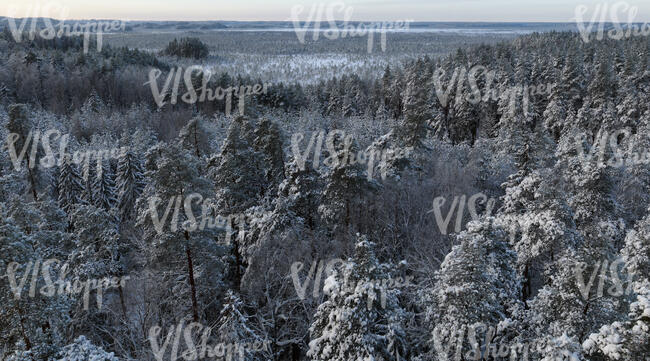 aerial view of snowy forest in winter