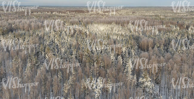 aerial photo of forest in winter on a sunny day