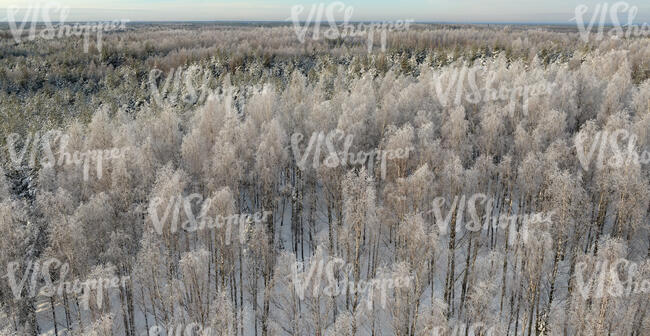 aerial view of birch forest in winter