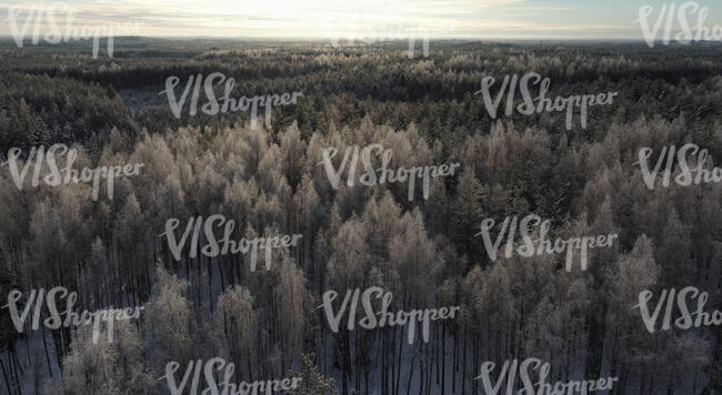 aerial view of a magical frosty winter forest