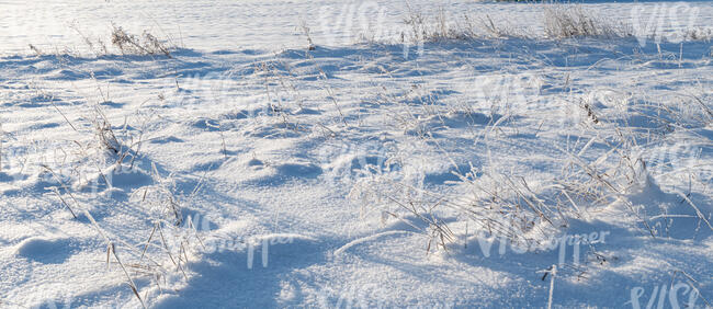 grassland covered in snow