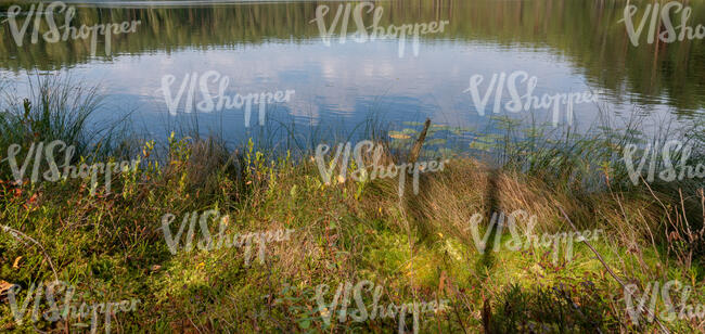 grassy wild lake shore 