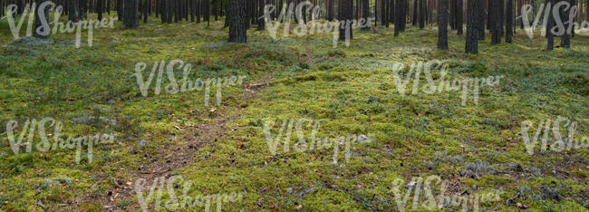 forest ground with small footpath