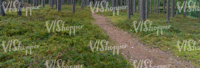 footpath in forest