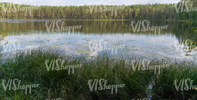 wild lake shore with grass and forest