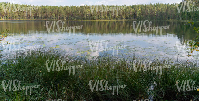 wild lake shore with grass and forest