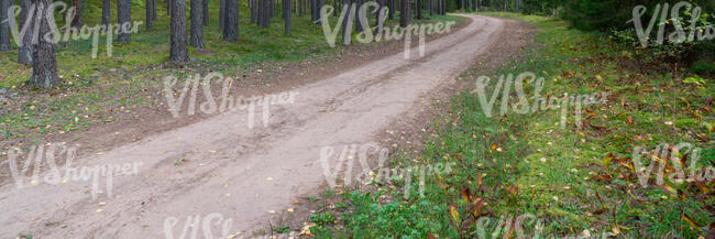 small forest road