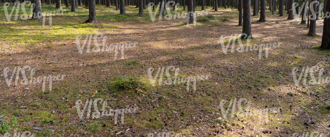 pine forest ground with cones and needles