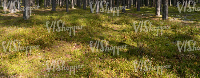 forest ground with moss and lichen