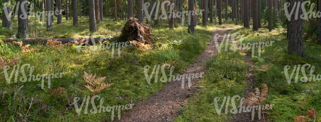 footpath in forest