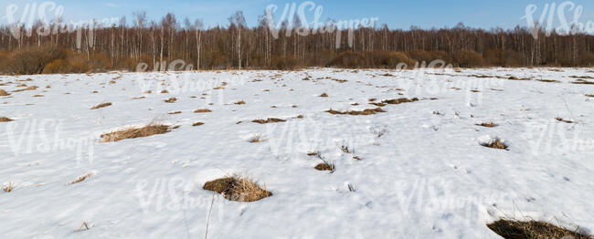field of snow in early spring near a forest