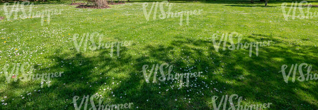 green lawn with a tree shadow