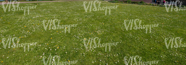 lawn with daisies and dandelions