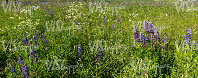 grass field with blooming lupins