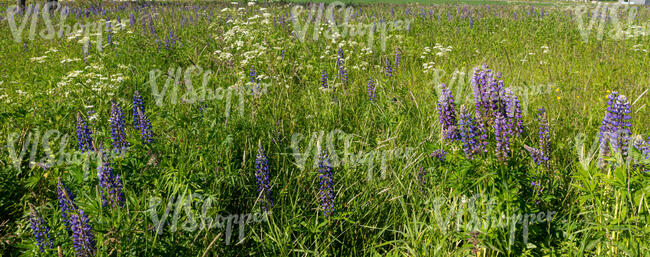 grass field with blooming lupins