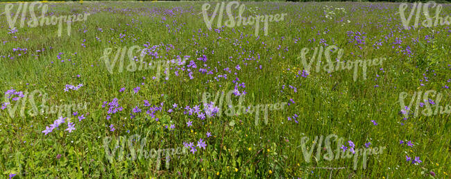 meadow with blooming bellflowers