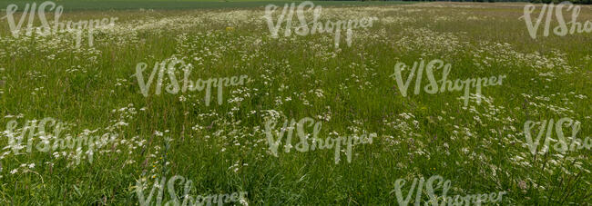 tall grass with blooming white yarrow