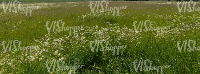 tall grass field with blooming yarrow