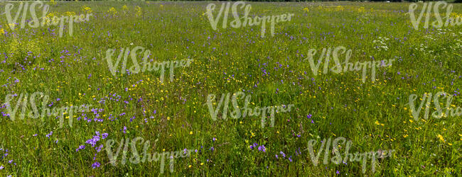 tall grass with bellflowers and buttercups