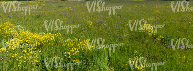 field with blooming yellow yarrow and bellflowers