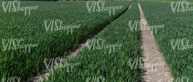 road in an agricultural field