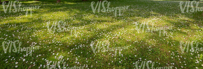 lawn with many small  flowers under trees