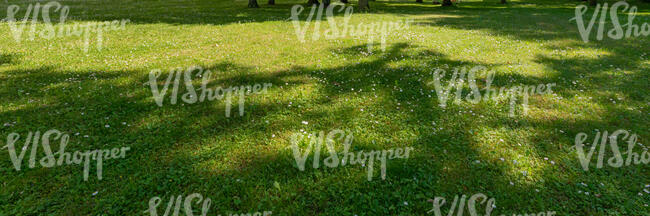 lawn with small flowers and with tree shadows