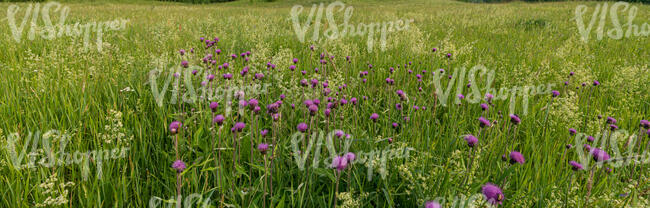 tall grass with blooming thistle