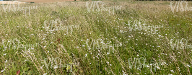 field of tall grass