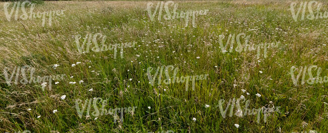 meadow with tall grass