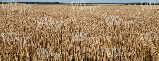 field of ripe grain