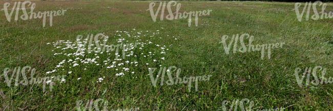 grassy land with blooming yarrow