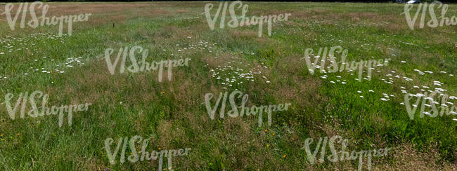 field of tall grass with some wild flowers in late summer