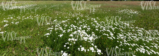 meadow with white yarrow