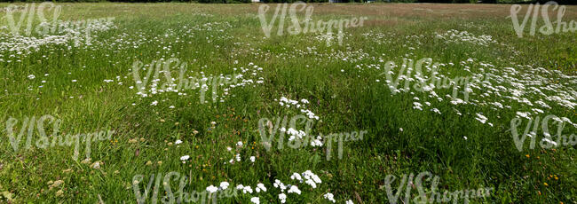 meadow in late summer with some wild flowers