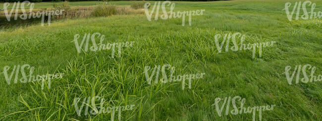 grassy land by a small pond