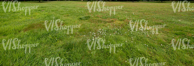 grassland with some small flowers