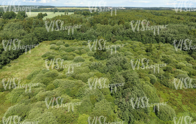 aerial view of green bushes