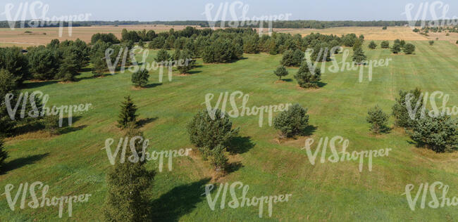 aerial view of a grassland with trees and bushes