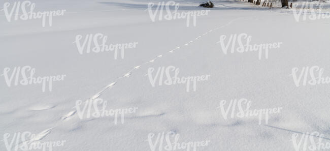 fresh snow with animal tracks
