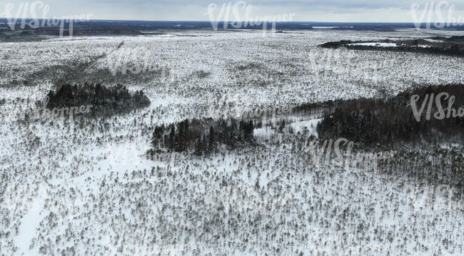 bog forest in winter seen from above