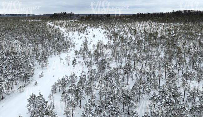 aerial view of snowy forest